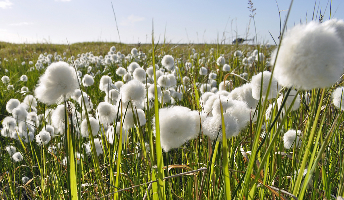 Cottongrass in the Arctic Oilfields by Lorene Lynn at Prudhoe Bay Oilfield in North Slope, Alaska