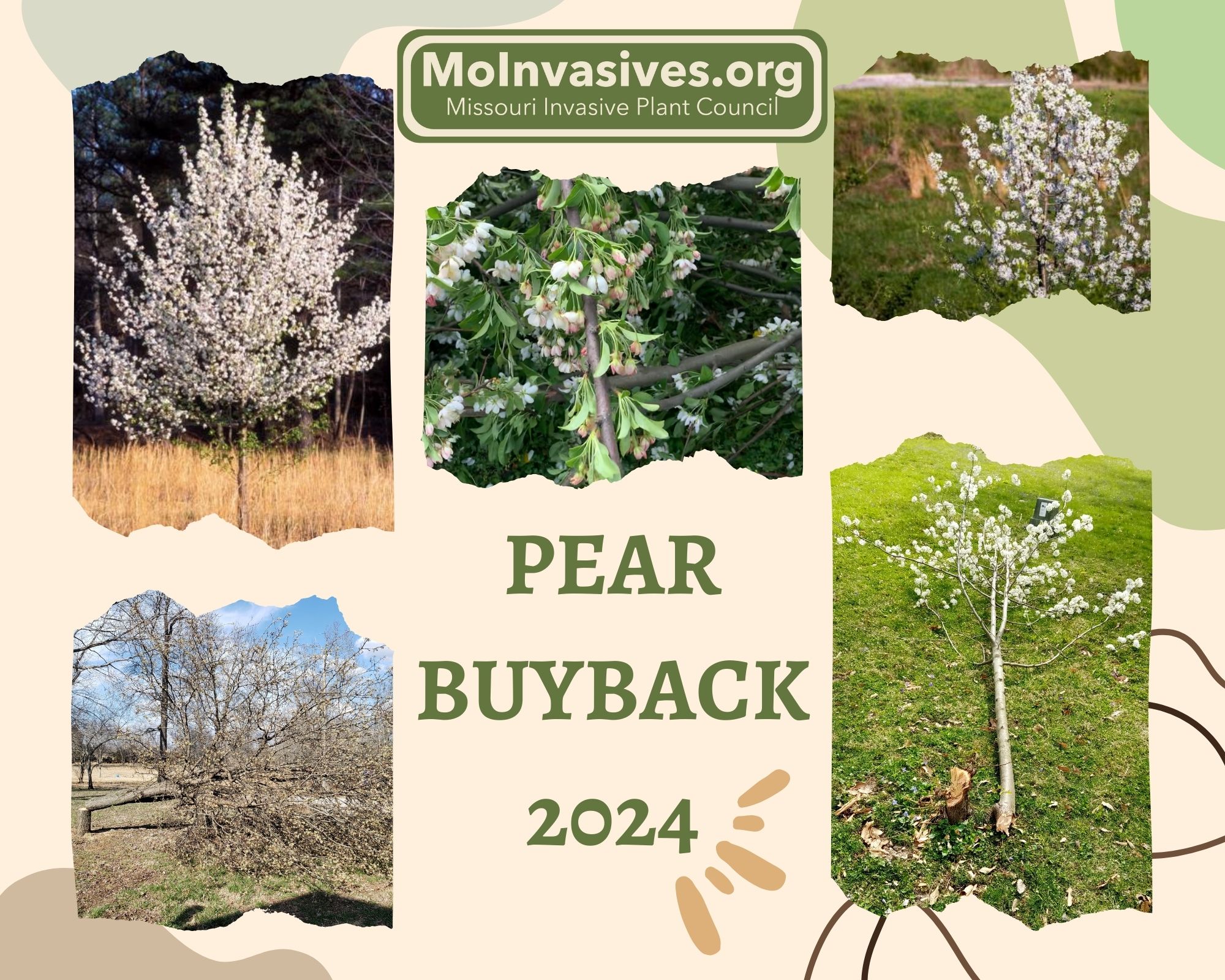 Pear Buyback 2024 Photo Collage