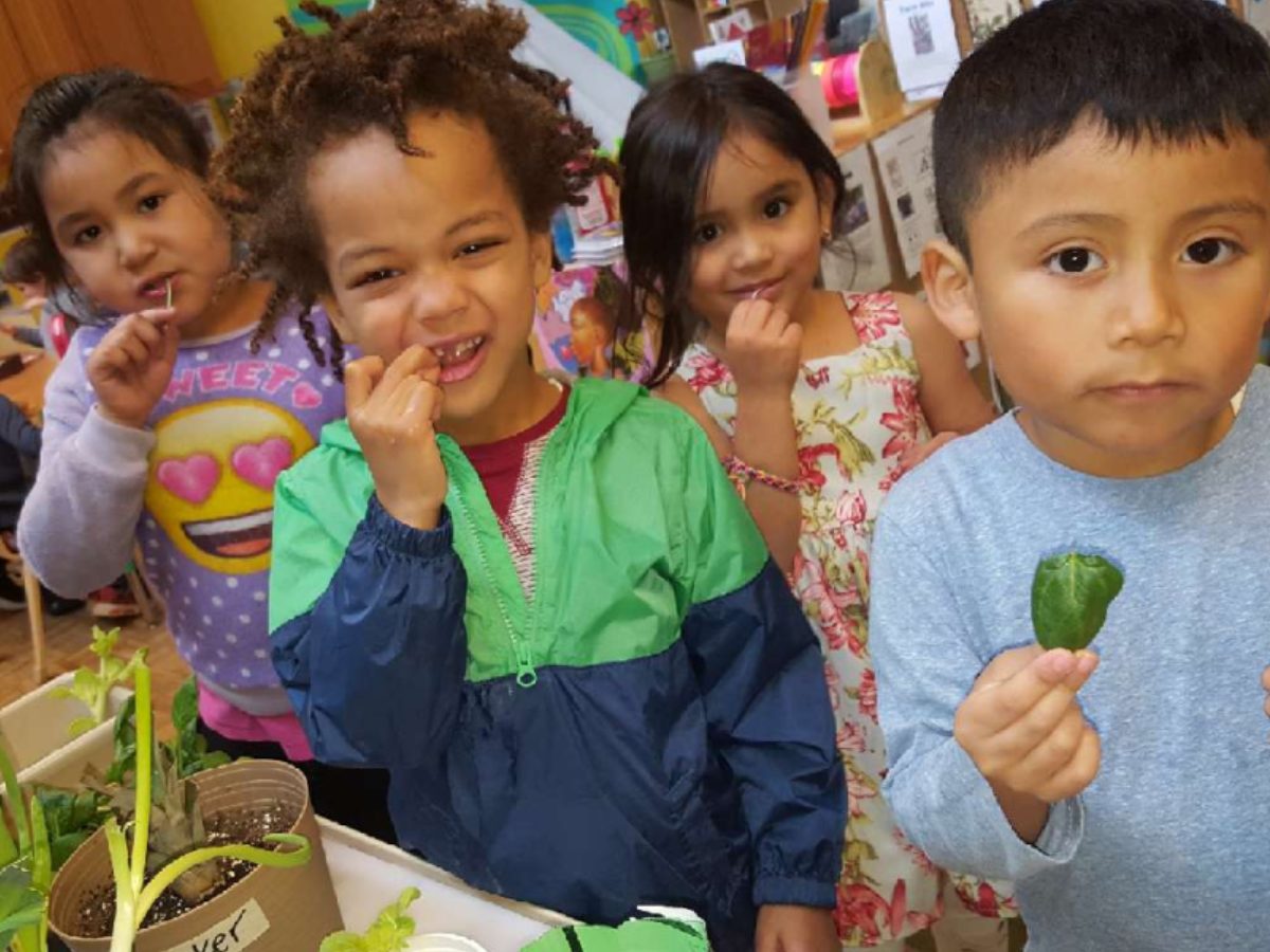 Three children eat kale at Daybreak Star Preschool with Andre Laranang.