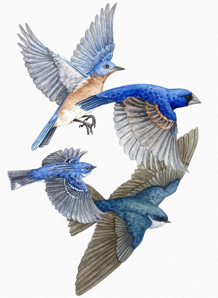 Lucinda Rowe, Avian Blue