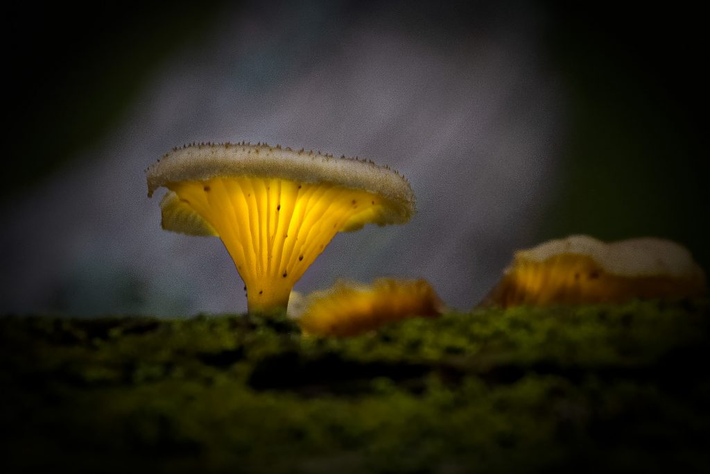 Jean Wibbens, Mushroom Glow