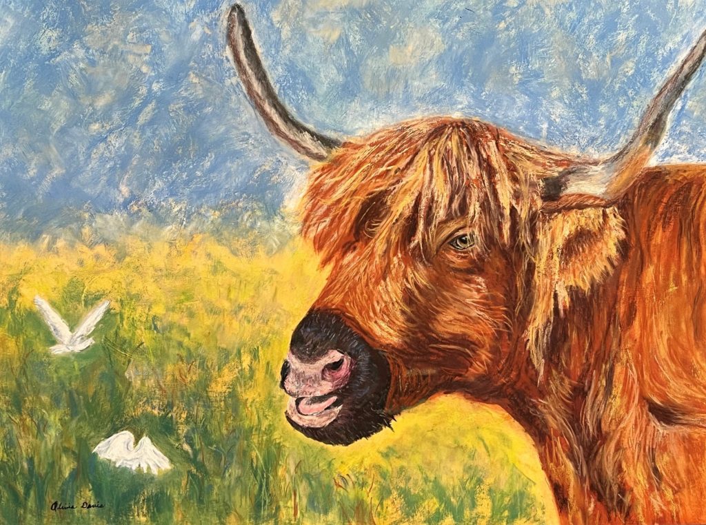 Olivia Davis, Highland Cow