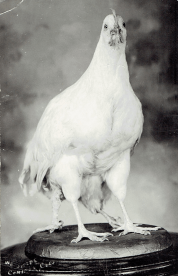 Conifer's 4-legged chicken
