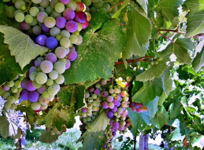 Grapes_Two_a-w789 Grapes_Two_a-w789