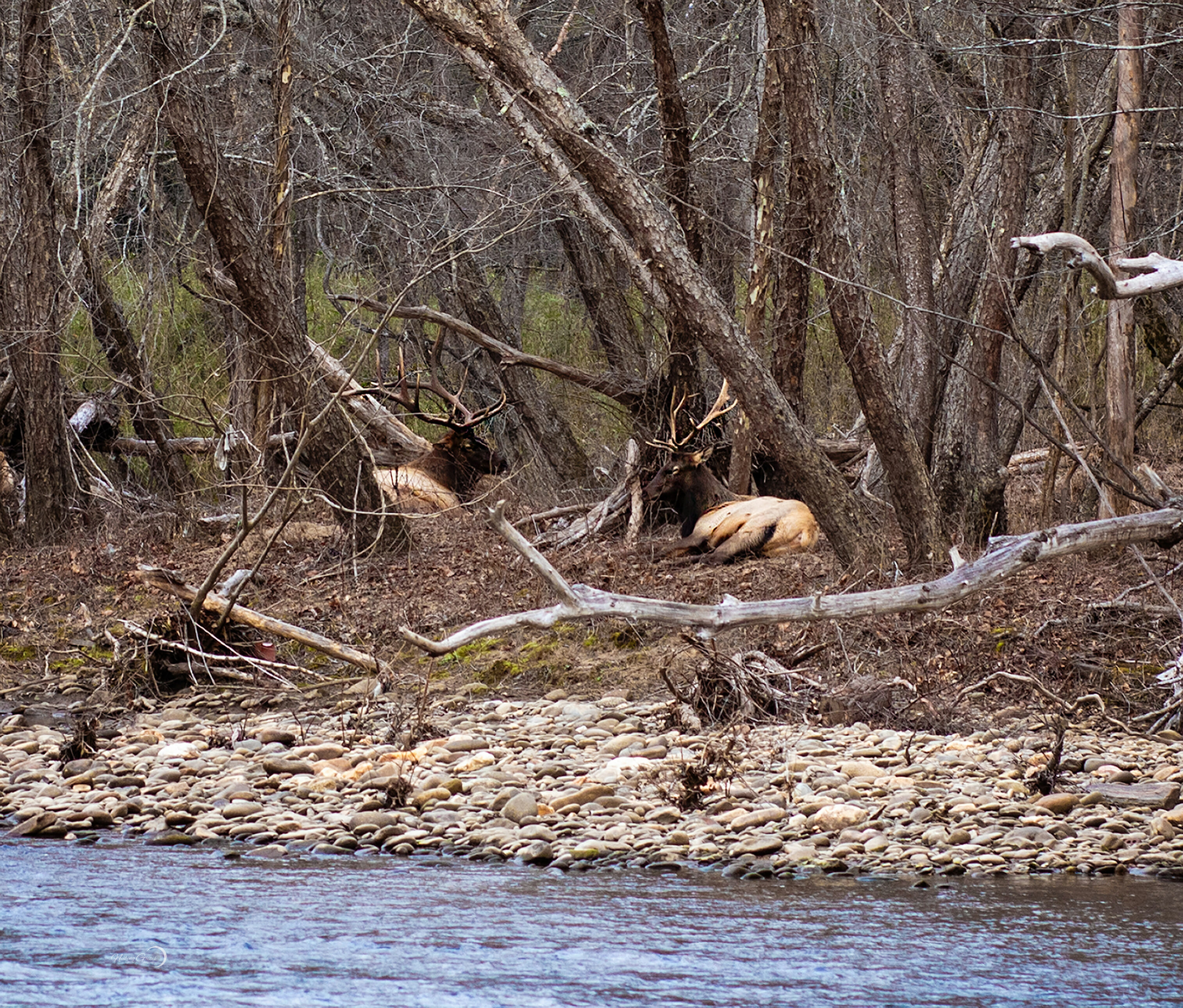 Elk seen near Cherokee Mother Town, Kituwah*