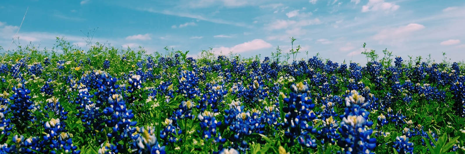 bluebonnets