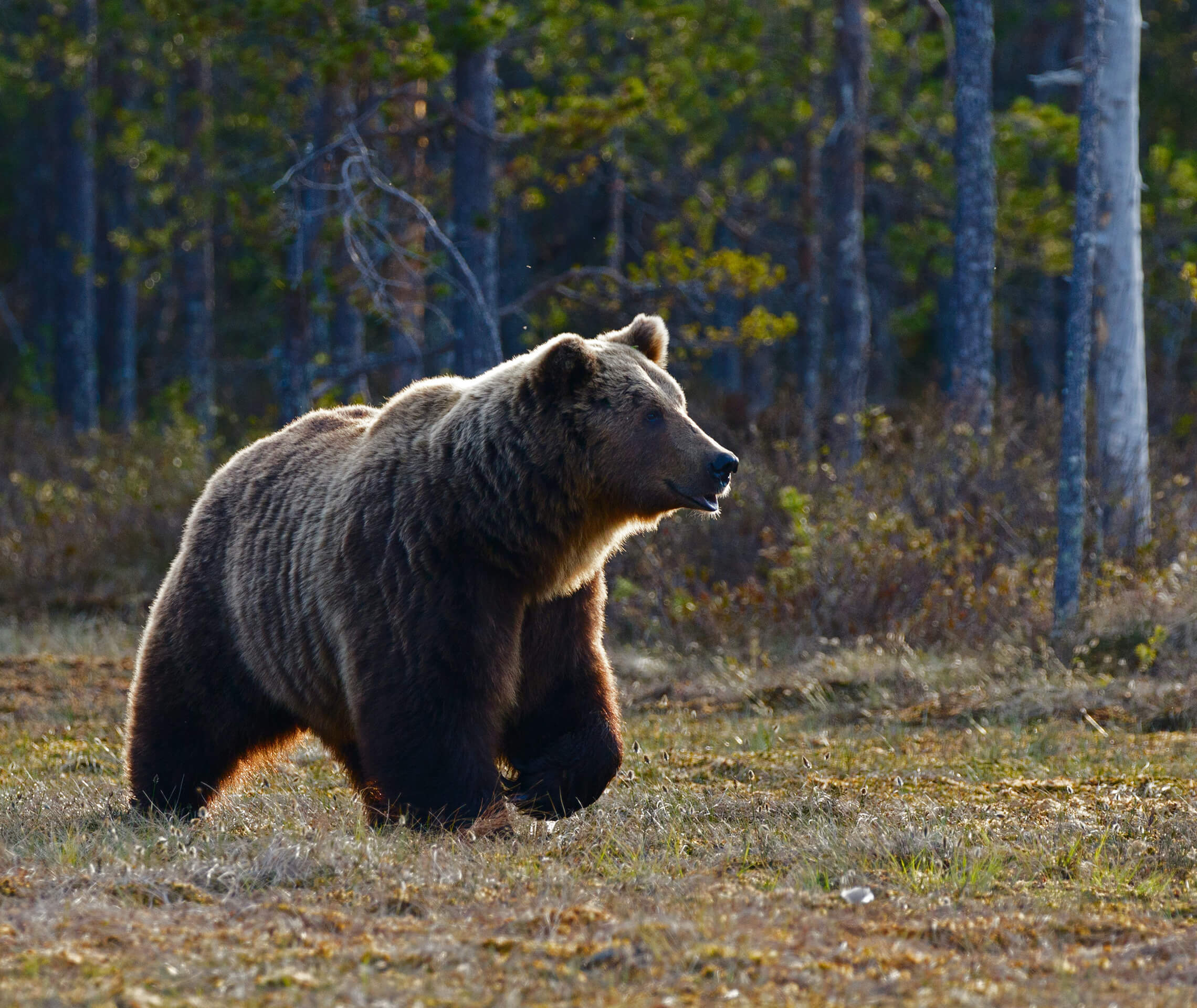 brown bear at close distance