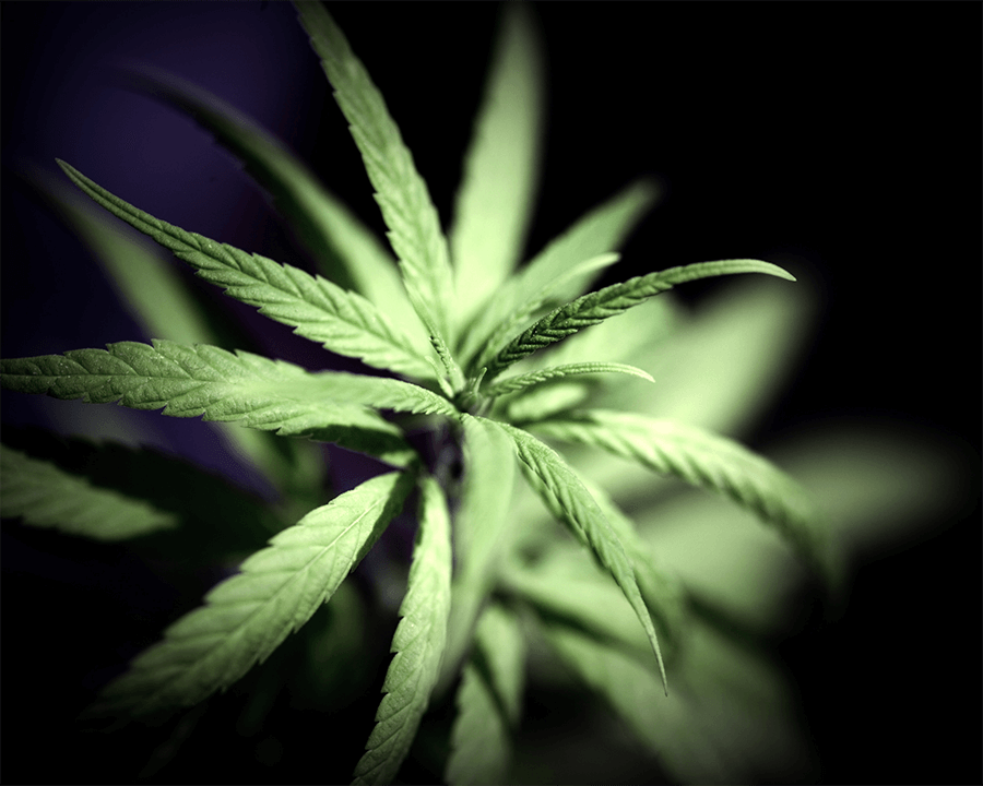 2021: Regulating the Sale of Marijuana in New York State 