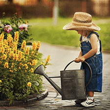 little girl with a large metal watering can watering flowers