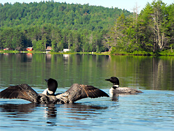 Sebago Lake