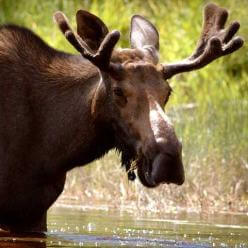 Moose_-_Dirk_MacKnight_2005 Moose_-_Dirk_MacKnight_2005