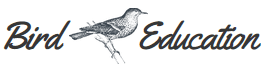 bird-education-logo-1_1
