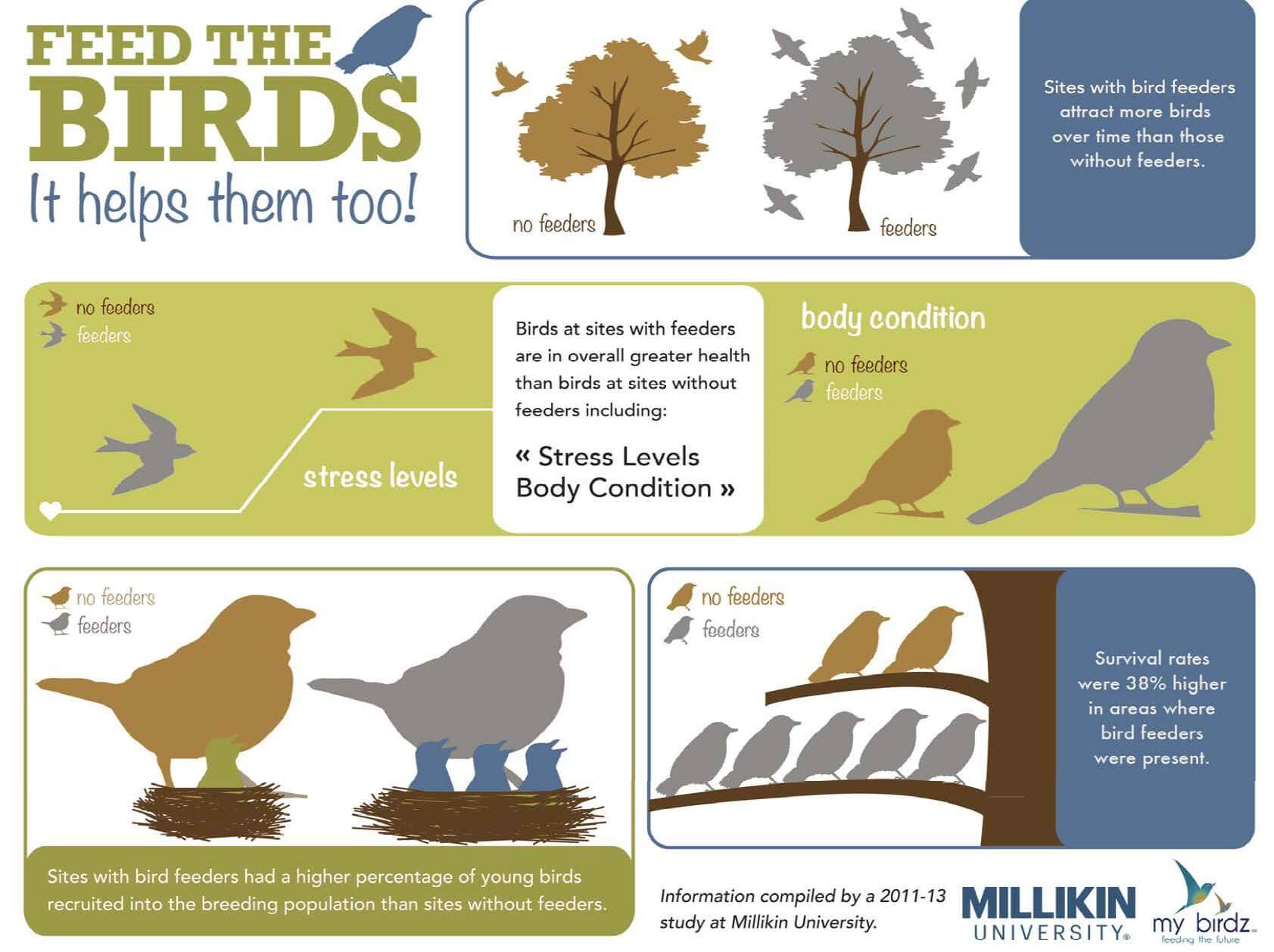 Feed the birds infographic