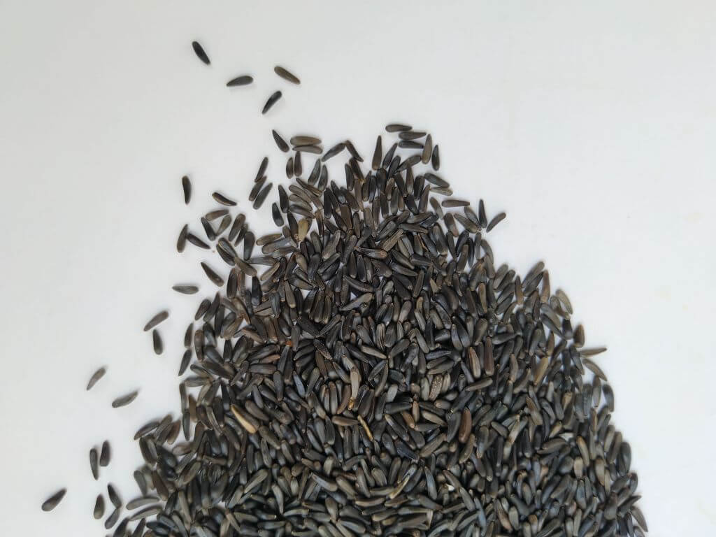 Closeup view of scattered niger seed with shallow depth of field. Pile and heap of Black Color Uchellu/Gurellu. These seeds are used in masalas by the people of North Karnataka.