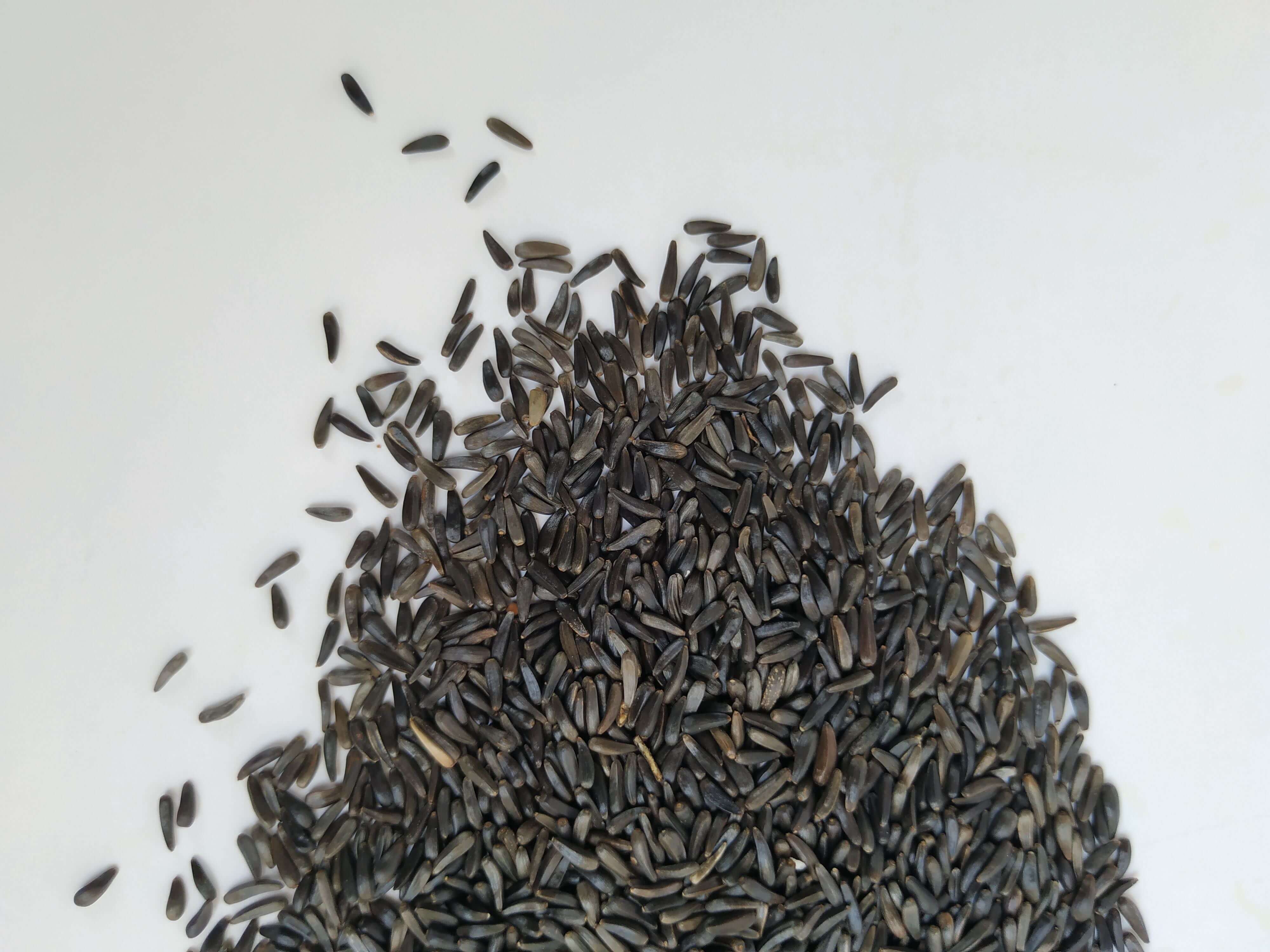 Nyjer black seed sample.