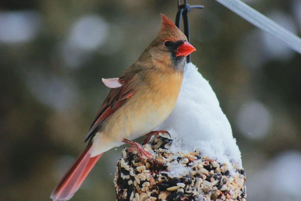 No Sign of Bird Products Cooling Down 