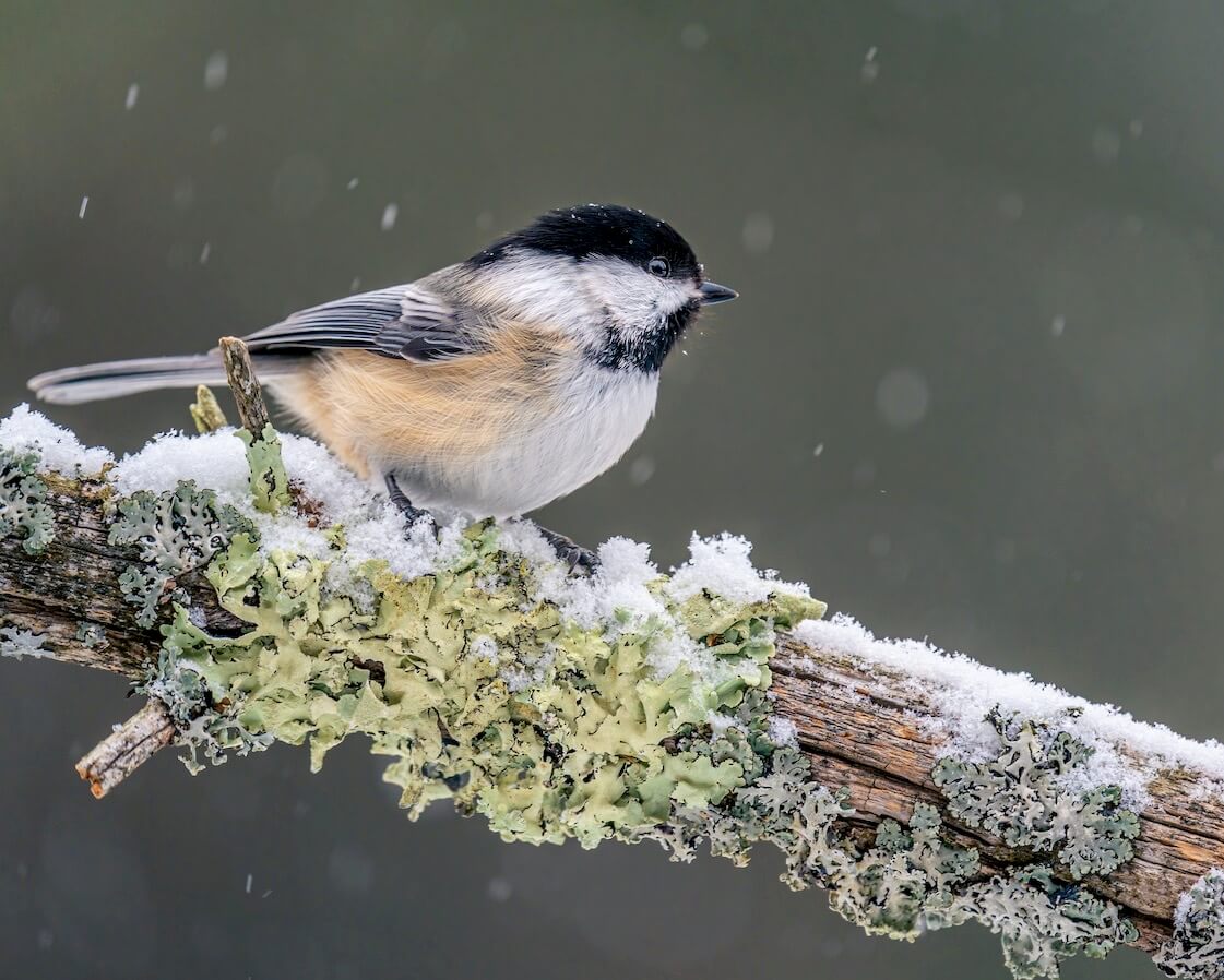 chickadee