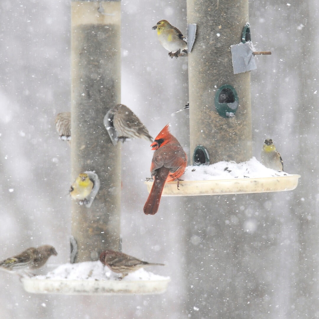 winter birds