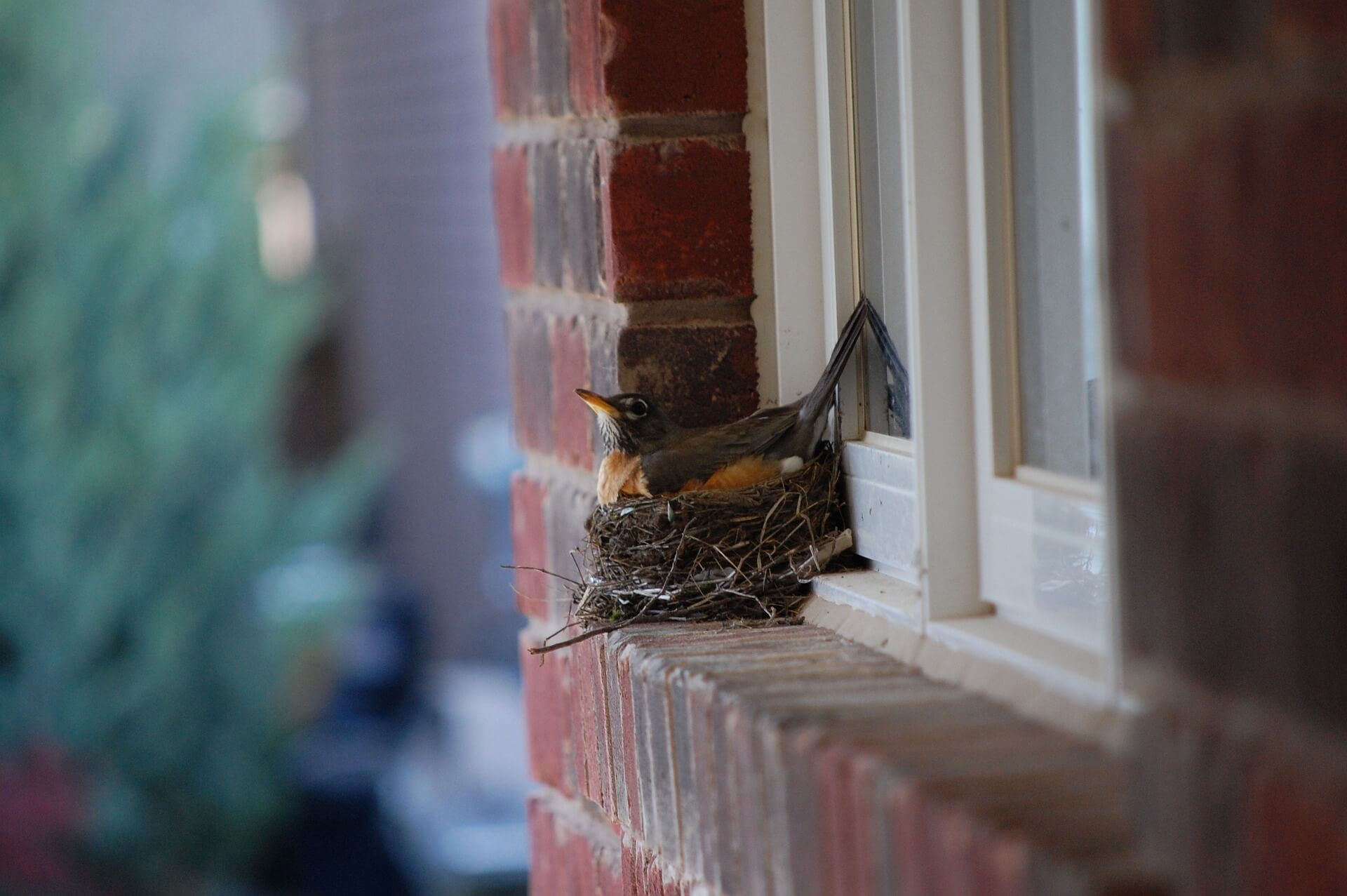 American-Robins-nest-on-windowsill