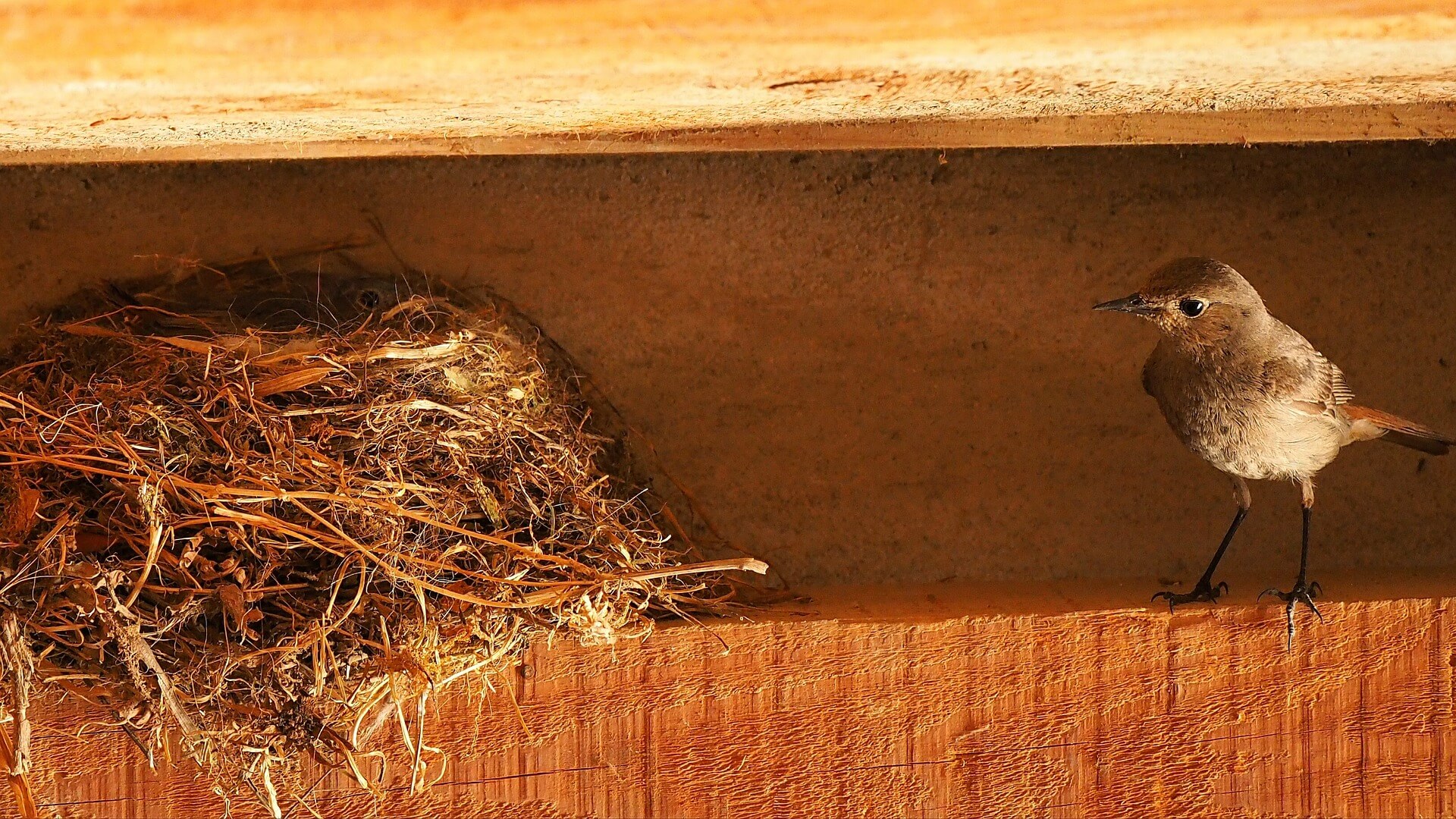 Sparrow-bird-nest