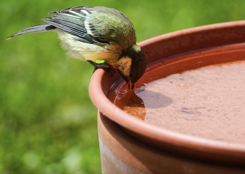 bird drinking water from bird bath