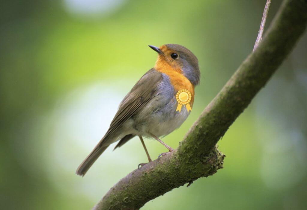 bird on branch with award ribbon