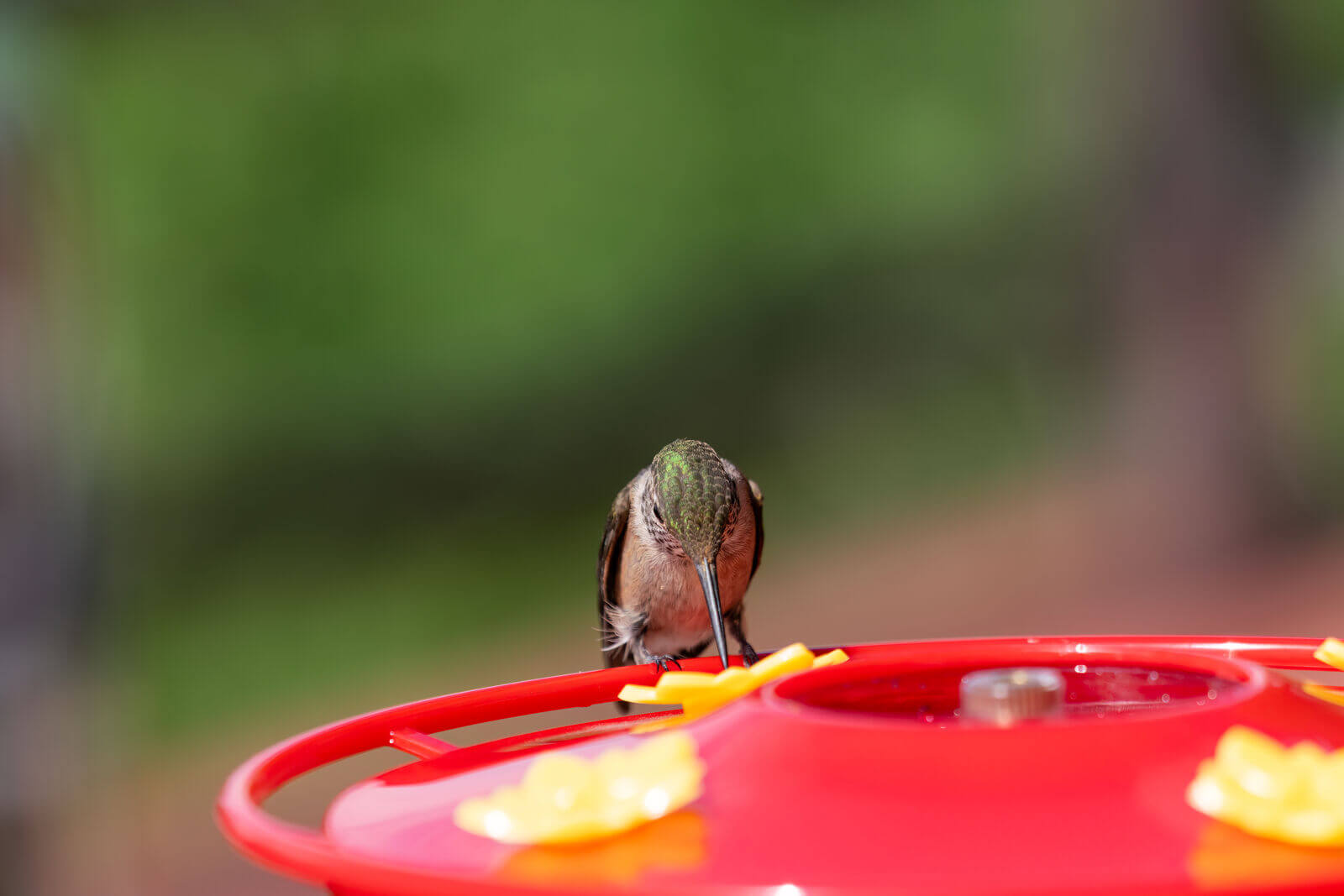 broad tailed hummingbird on a nectar feeder-medium
