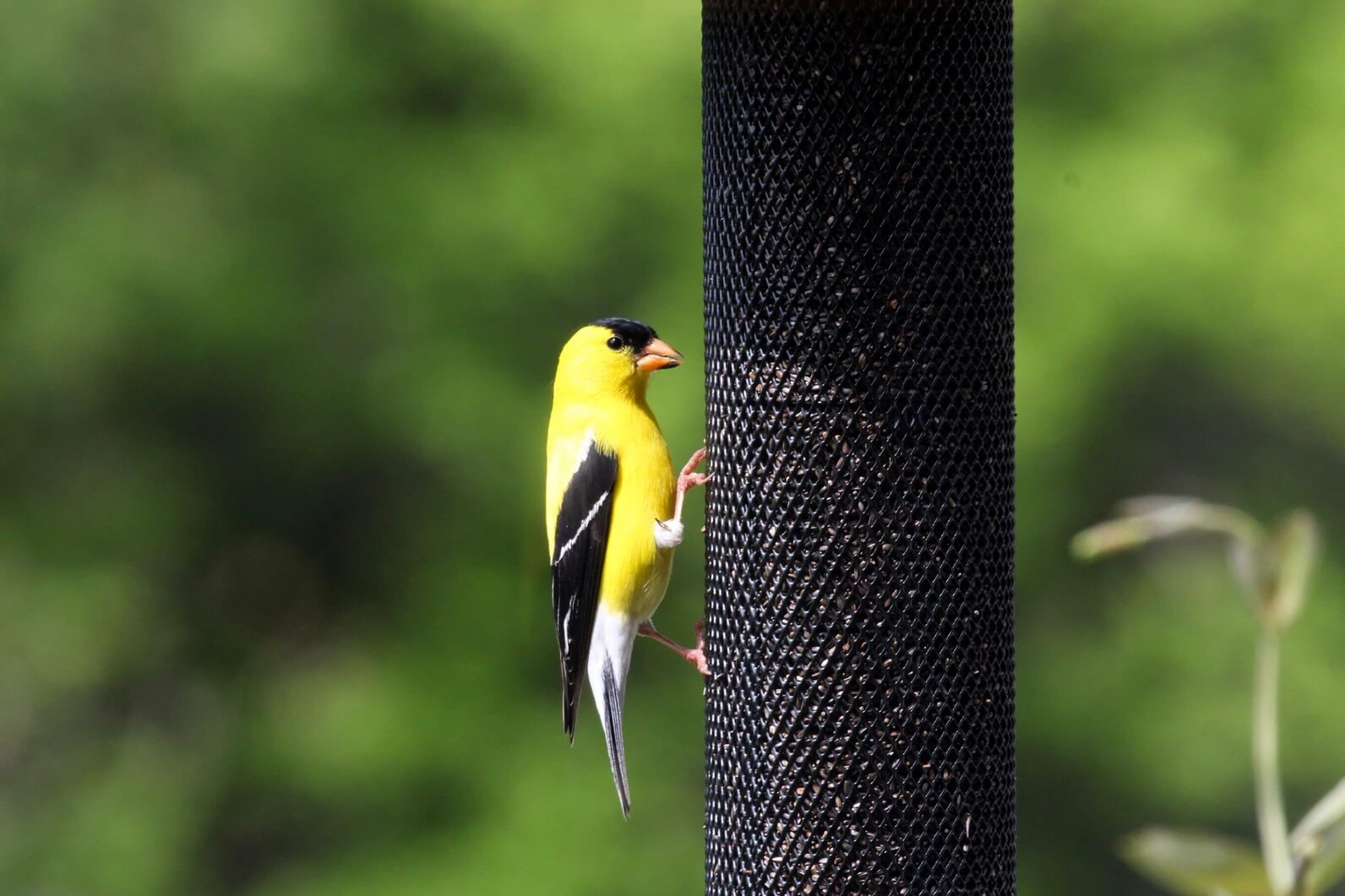 A cheery American Goldfinch eats from a mesh feeder designed to hold the tiny, oil-rich Nyjer seeds that the birds love. Photo: agefotostock/Alamy
