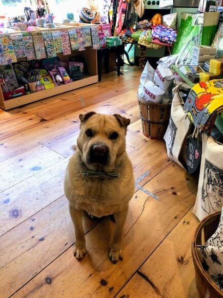 Stanley, a Sharpei mix and the official greeter of twine. of Hopewell!