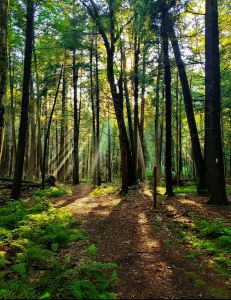Over 40 Hiking &amp; Biking Trails throughout Garrett County