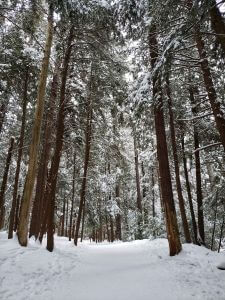 Trail at Swallow Falls State Park