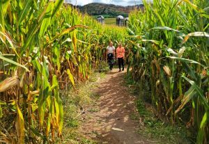 Covw Run Farms Corn Maze, Accident