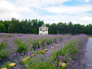 Deep Creek Lavender Farm, Accident