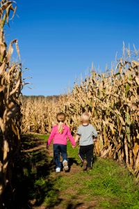 Cove Run Farms Corn Maze, Accident
