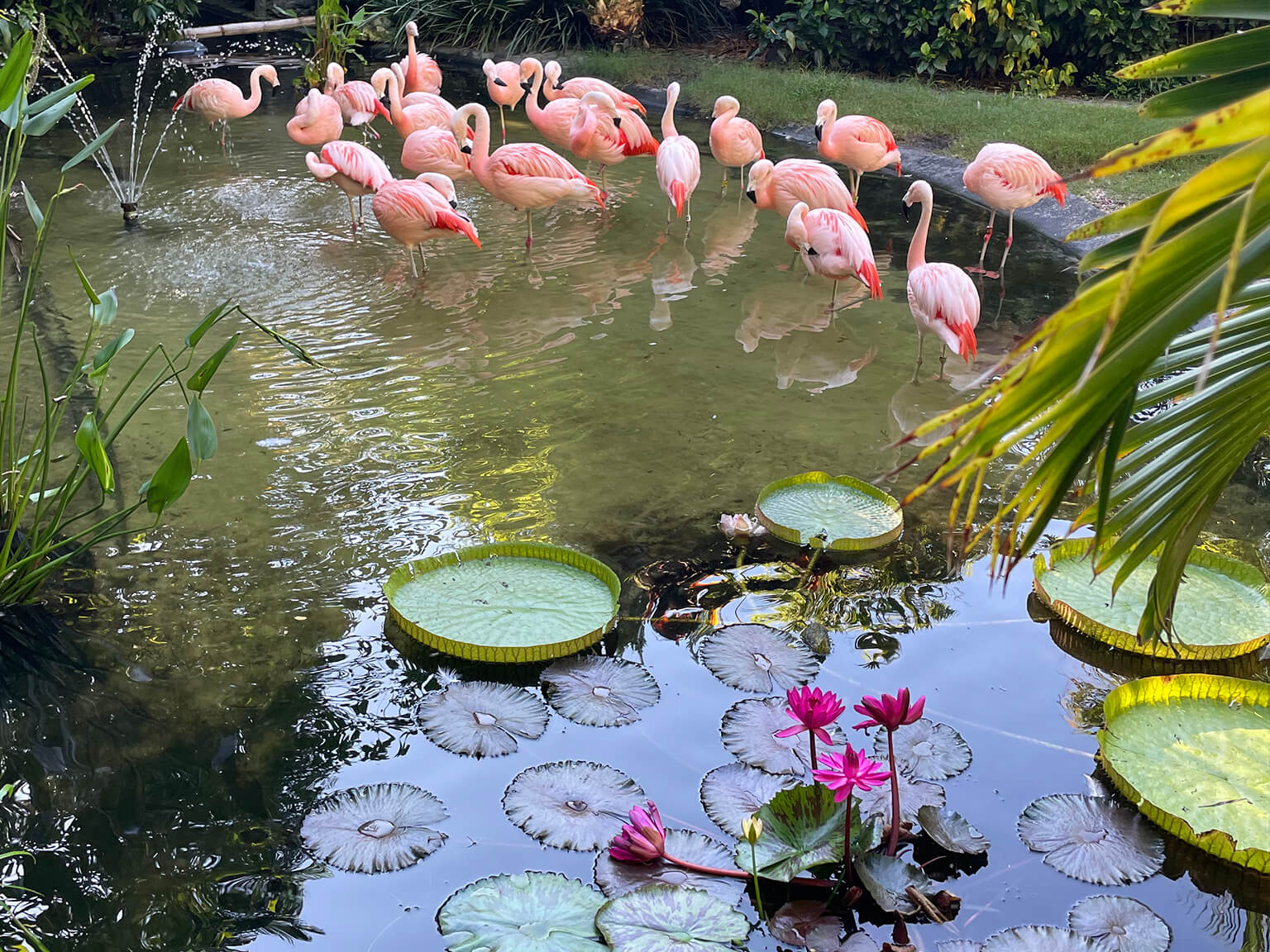 Guest Blog About The Sunken Gardens Foundation St Petersburg Guest Blog About The Sunken Gardens Foundation St Petersburg