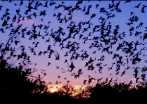 Bats in the sky at dusk