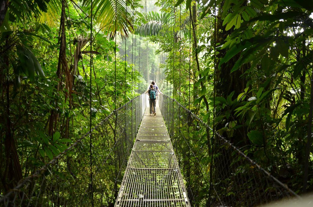 rain forest bridge