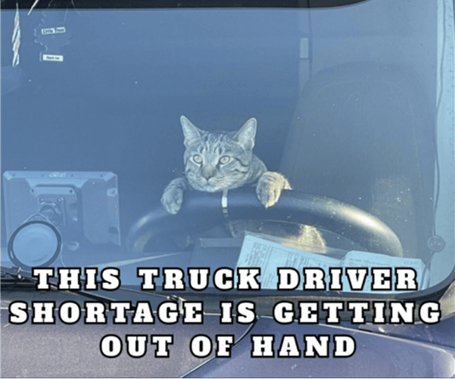cat in truck