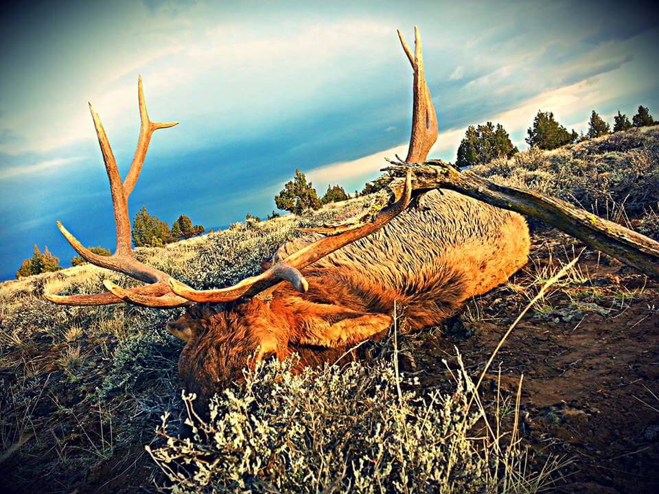 Elk_Hunting_RyanJohnson_