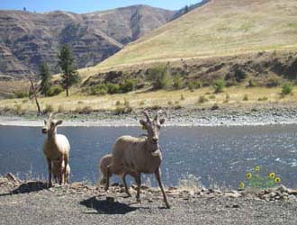 Wildlife along Grande Ronde River