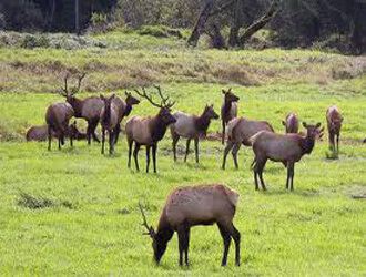 Above Troy, Elk in the Wenaha National Forest