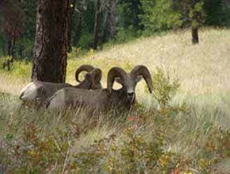 Big Horn Sheep, Canyonlands
