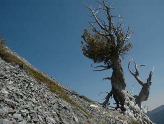 Ancient Limber Pine, Among Oregon's Oldest Living Trees