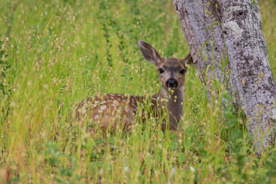 Deer Photo