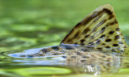 NC Trout Capital