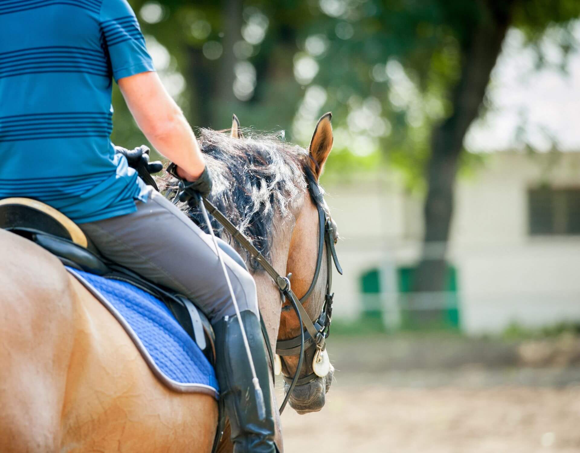 EQUESTRIAN GROUPS