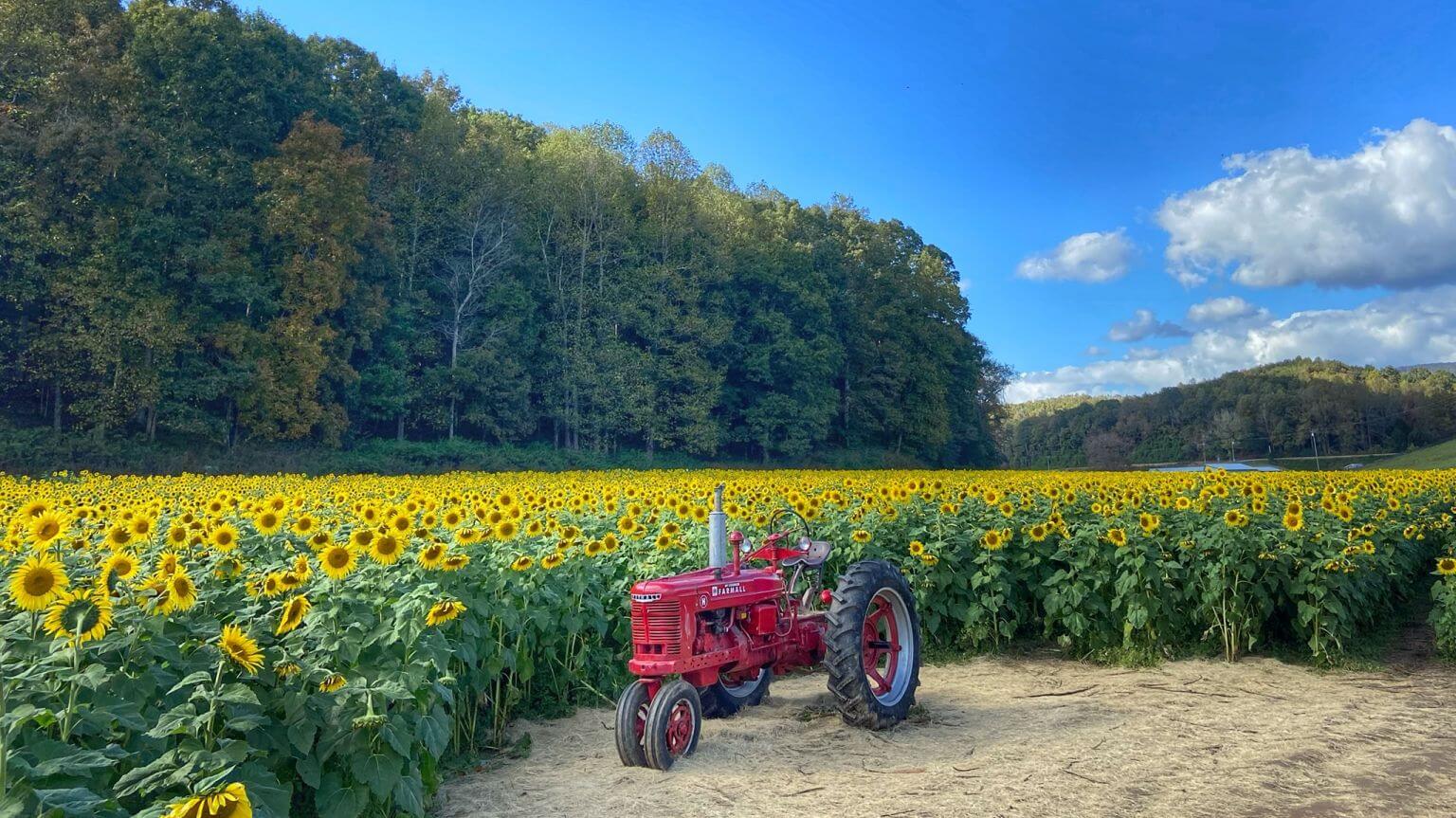sunflower field with tractor