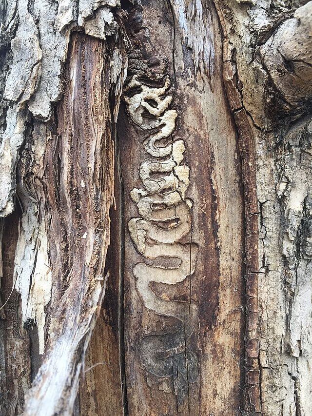 Emerald_Ash_Borer_tunnels