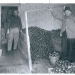 historic photo of apples