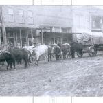 historic photo of steer pulling wagon